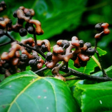 Load image into Gallery viewer, 프리미엄 헛개나무즙