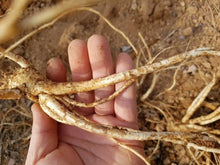 Load image into Gallery viewer, Jirisan Mt. Dora Bellflower Root Premium Extract Paste 150g