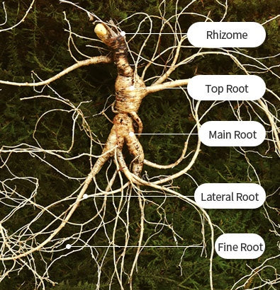 What are the names of the parts of wild-simulated ginseng?✨