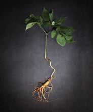 Load image into Gallery viewer, Wild Ginseng Gong Jin Dan-Premium Gongjin-Dan
