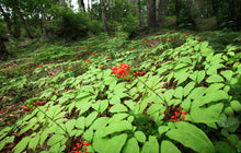 Load image into Gallery viewer, Wild Ginseng Anytime Liquid Sticks
