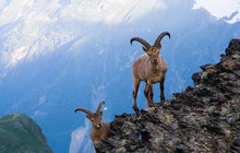 Load image into Gallery viewer, Grass-Fed Goat Milk Colostrum Lactoferrin Protein Powder
