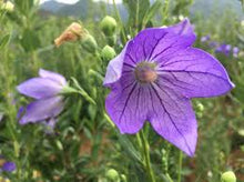 Load image into Gallery viewer, Jirisan Mt. Dora Bellflower Root Premium Extract Paste 150g
